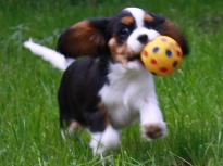 Cavalier King Charles Spaniel