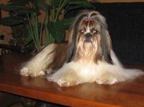 Shih Tzu